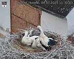 Capi_Dubne_20250704_113003.jpg