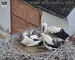 Capi_Dubne_20250704_113503.jpg