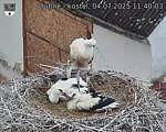 Capi_Dubne_20250704_114003.jpg