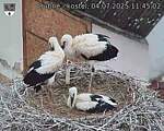 Capi_Dubne_20250704_114502.jpg