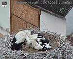 Capi_Dubne_20250704_115003.jpg