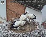 Capi_Dubne_20250704_115503.jpg