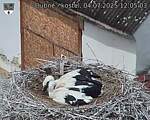 Capi_Dubne_20250704_120503.jpg