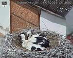 Capi_Dubne_20250704_121002.jpg