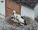 Capi_Dubne_20250704_121503.jpg