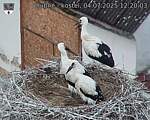 Capi_Dubne_20250704_122003.jpg