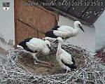 Capi_Dubne_20250704_122503.jpg