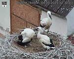 Capi_Dubne_20250704_123003.jpg