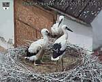 Capi_Dubne_20250704_123503.jpg