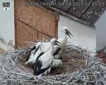 Capi_Dubne_20250704_124503.jpg