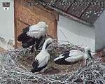 Capi_Dubne_20250704_125003.jpg