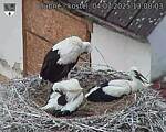 Capi_Dubne_20250704_130003.jpg