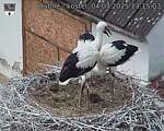 Capi_Dubne_20250704_131503.jpg