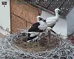 Capi_Dubne_20250704_132003.jpg