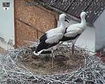 Capi_Dubne_20250704_132503.jpg