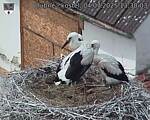Capi_Dubne_20250704_133003.jpg