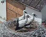 Capi_Dubne_20250704_133502.jpg