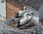 Capi_Dubne_20250704_134003.jpg