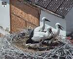Capi_Dubne_20250704_135003.jpg