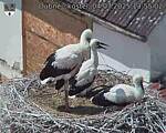 Capi_Dubne_20250704_135502.jpg