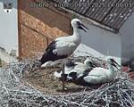 Capi_Dubne_20250704_140003.jpg