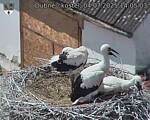 Capi_Dubne_20250704_140503.jpg