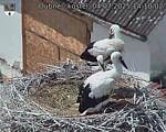 Capi_Dubne_20250704_141002.jpg