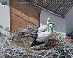 Capi_Dubne_20250704_141502.jpg
