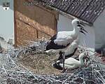 Capi_Dubne_20250704_142003.jpg