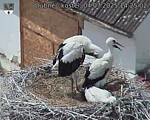 Capi_Dubne_20250704_142502.jpg