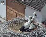 Capi_Dubne_20250704_143003.jpg