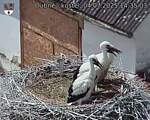 Capi_Dubne_20250704_143503.jpg