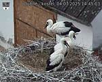Capi_Dubne_20250704_144503.jpg