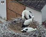 Capi_Dubne_20250704_145002.jpg