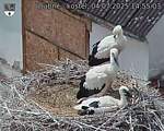 Capi_Dubne_20250704_145503.jpg