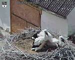 Capi_Dubne_20250704_151502.jpg