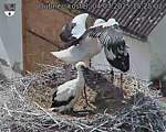 Capi_Dubne_20250704_152502.jpg