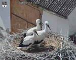 Capi_Dubne_20250704_153002.jpg