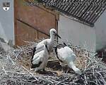 Capi_Dubne_20250704_153503.jpg