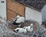 Capi_Dubne_20250704_154003.jpg
