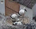 Capi_Dubne_20250704_155003.jpg