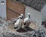 Capi_Dubne_20250704_160003.jpg