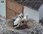 Capi_Dubne_20250704_160502.jpg