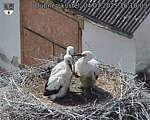 Capi_Dubne_20250704_161003.jpg