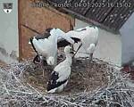 Capi_Dubne_20250704_161502.jpg