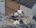 Capi_Dubne_20250704_164002.jpg