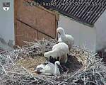 Capi_Dubne_20250704_165502.jpg