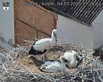 Capi_Dubne_20250704_172002.jpg