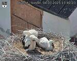 Capi_Dubne_20250704_174003.jpg