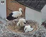 Capi_Dubne_20250704_175503.jpg